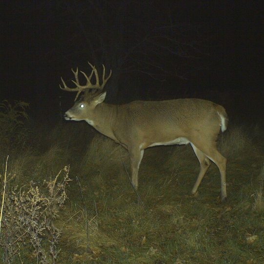 Whitetail Deerskin Information